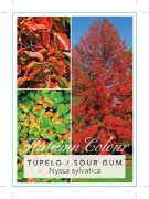 Picture of NYSSA SYLVATICA TUPELO / SOUR GUM Jumbo Tag                                                                                                           