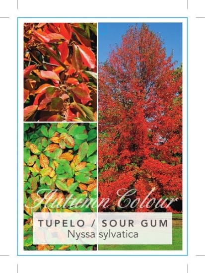 Picture of NYSSA SYLVATICA TUPELO / SOUR GUM Jumbo Tag                                                                                                           