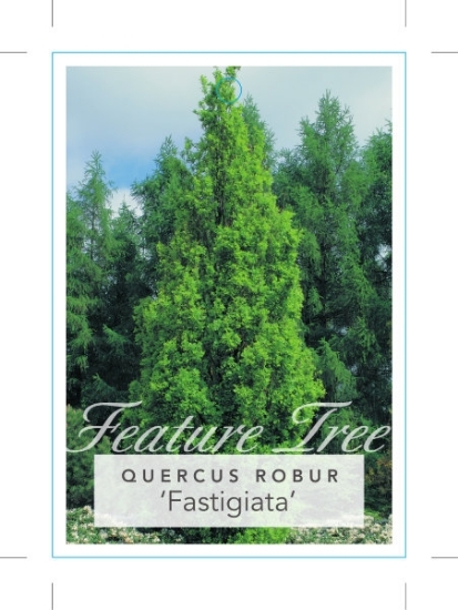Picture of QUERCUS ROBUR FASTIGIATA                                                                                                                              