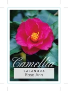 Picture of CAMELLIA ROSE ANN                                                                                                                                     