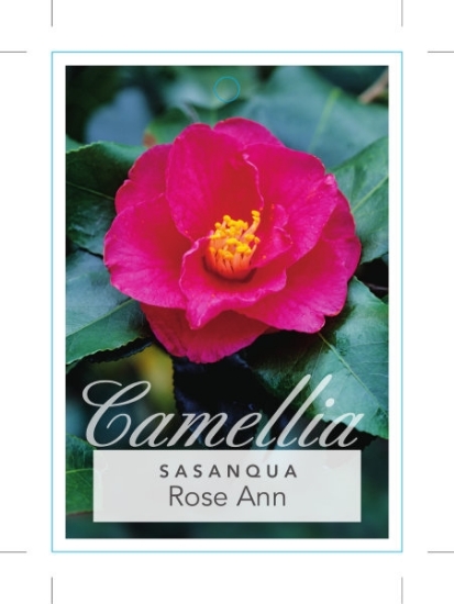 Picture of CAMELLIA ROSE ANN                                                                                                                                     