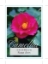 Picture of CAMELLIA ROSE ANN                                                                                                                                     