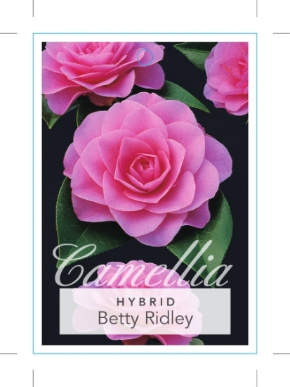 Picture of CAMELLIA BETTY RIDLEY                                                                                                                                 