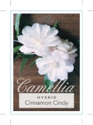 Picture of CAMELLIA CINNAMON CINDY                                                                                                                               