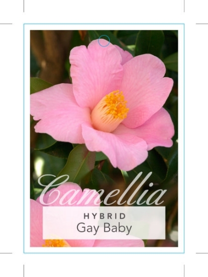 Picture of CAMELLIA GAY BABY                                                                                                                                     