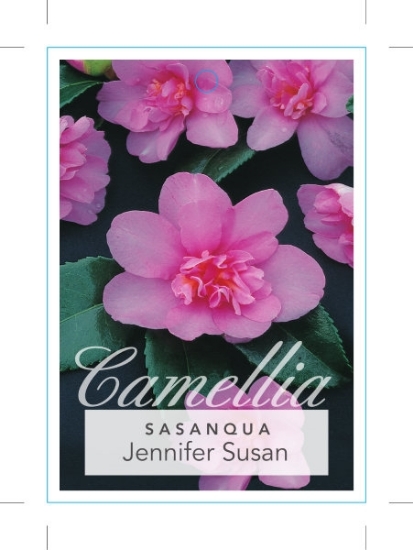 Picture of CAMELLIA JENNIFER SUSAN                                                                                                                               