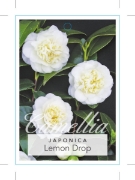 Picture of CAMELLIA LEMON DROP                                                                                                                                   