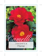 Picture of CAMELLIA FLAME                                                                                                                                        