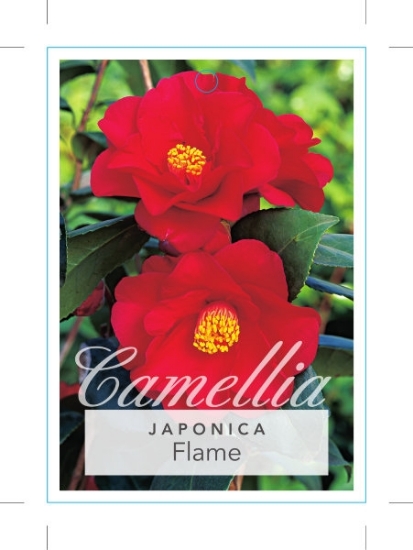Picture of CAMELLIA FLAME                                                                                                                                        