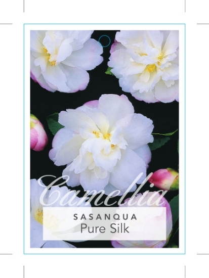 Picture of CAMELLIA PURE SILK                                                                                                                                    