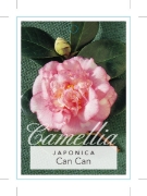 Picture of CAMELLIA CAN CAN                                                                                                                                      