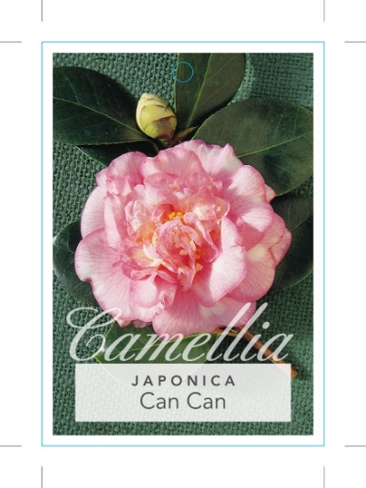 Picture of CAMELLIA CAN CAN                                                                                                                                      