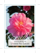 Picture of CAMELLIA SHOWA-NO-SAKAE                                                                                                                               