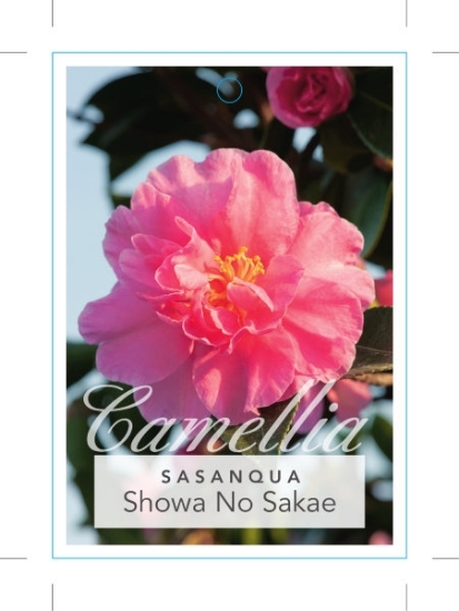 Picture of CAMELLIA SHOWA-NO-SAKAE                                                                                                                               