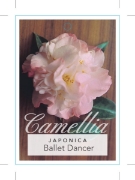 Picture of CAMELLIA BALLET DANCER                                                                                                                                
