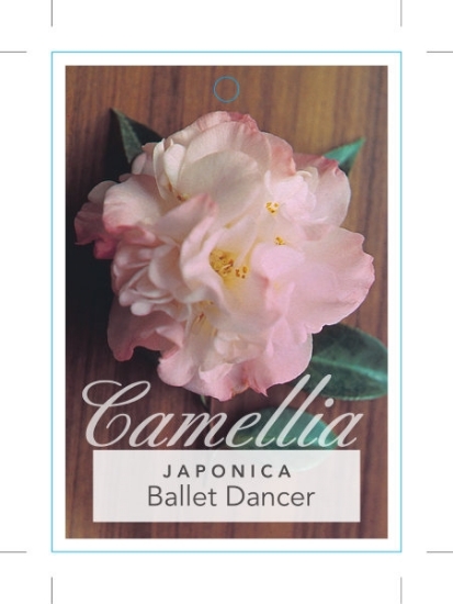 Picture of CAMELLIA BALLET DANCER                                                                                                                                