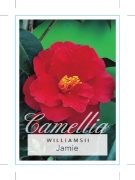 Picture of CAMELLIA JAMIE                                                                                                                                        