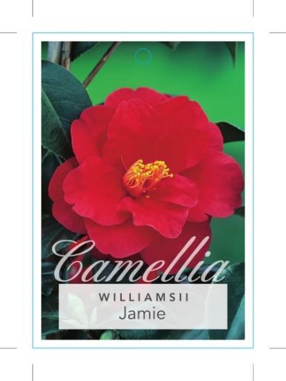 Picture of CAMELLIA JAMIE                                                                                                                                        