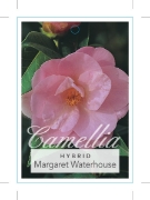 Picture of CAMELLIA MARGARET WATERHOUSE                                                                                                                          
