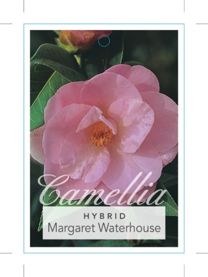 Picture of CAMELLIA MARGARET WATERHOUSE                                                                                                                          
