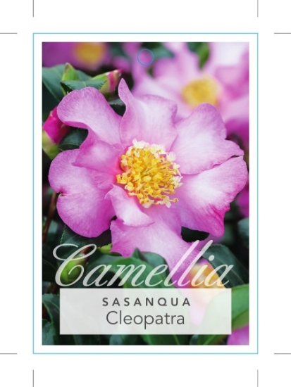 Picture of CAMELLIA CLEOPATRA                                                                                                                                    