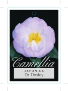 Picture of CAMELLIA DR TINSLEY                                                                                                                                   