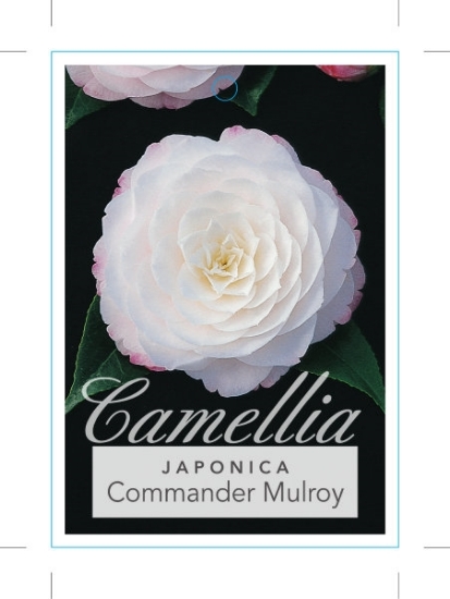 Picture of CAMELLIA COMMANDER MULROY                                                                                                                             