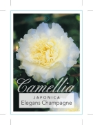 Picture of CAMELLIA ELEGANS CHAMPAGNE                                                                                                                            