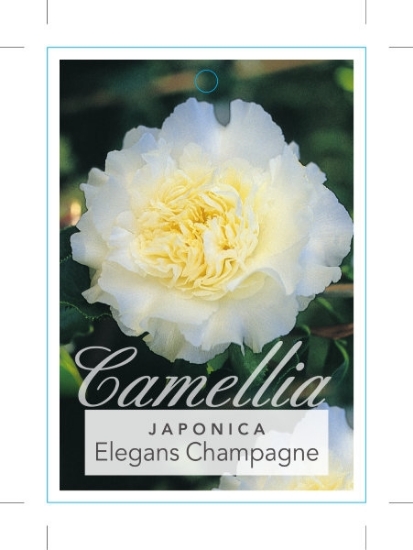 Picture of CAMELLIA ELEGANS CHAMPAGNE                                                                                                                            