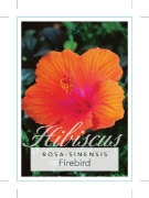 Picture of HIBISCUS FIREBIRD                                                                                                                                     
