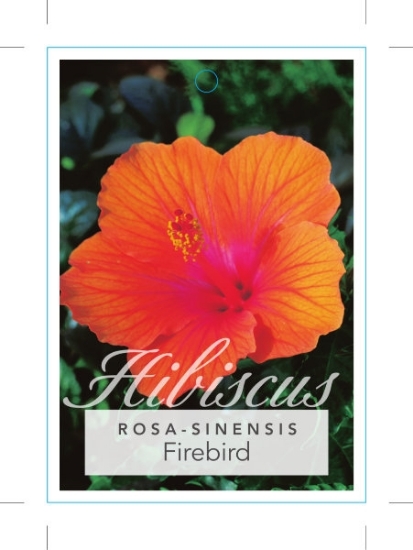 Picture of HIBISCUS FIREBIRD                                                                                                                                     