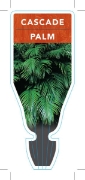 Picture of **CASCADE PALM                                                                                                                                        