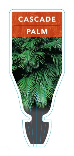 Picture of **CASCADE PALM                                                                                                                                        