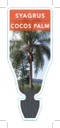 Picture of **COCOS PALM                                                                                                                                          