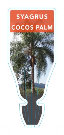Picture of **COCOS PALM                                                                                                                                          
