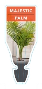 Picture of **MAJESTIC PALM                                                                                                                                       