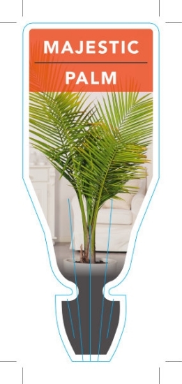 Picture of **MAJESTIC PALM                                                                                                                                       