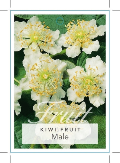 Picture of FRUIT KIWI FRUIT MALE (UNNAMED VARIETY)                                                                                                               