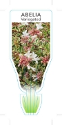 Picture of ABELIA GRANDIFLORA VARIEGATA                                                                                                                          