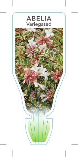 Picture of ABELIA GRANDIFLORA VARIEGATA                                                                                                                          
