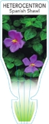 Picture of HETEROCENTRON ELEGANS SPANISH SHAWL                                                                                                                   
