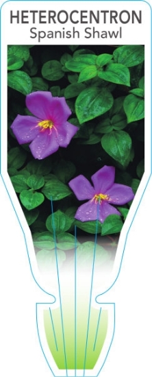 Picture of HETEROCENTRON ELEGANS SPANISH SHAWL                                                                                                                   