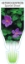 Picture of HETEROCENTRON ELEGANS SPANISH SHAWL                                                                                                                   