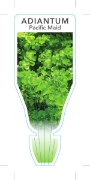 Picture of FERN ADIANTUM PACIFIC MAID                                                                                                                            