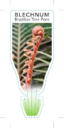 Picture of FERN BLECHNUM BRASILIENSE                                                                                                                             