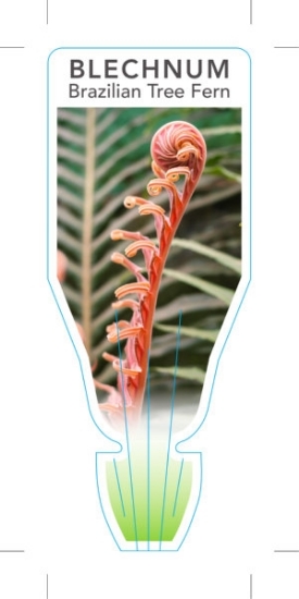 Picture of FERN BLECHNUM BRASILIENSE                                                                                                                             