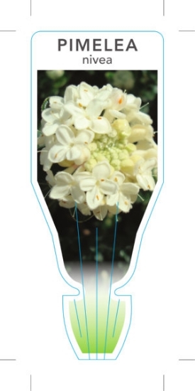 Picture of PIMELEA NIVEA SNOWY PIMELEA                                                                                                                           