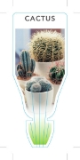 Picture of CACTUS - MIXED PICTURE (UNNAMED VARIETY)                                                                                                              