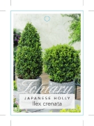 Picture of ILEX CRENATA JAPANESE HOLLY                                                                                                                           