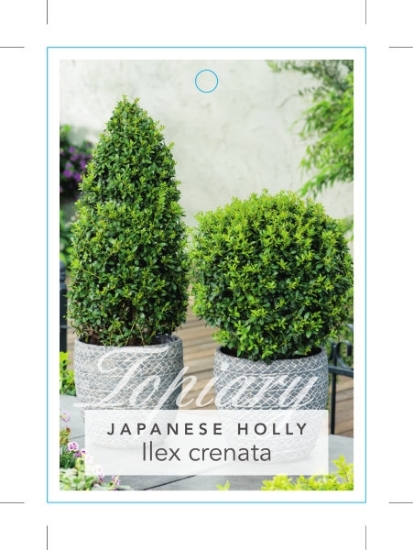 Picture of ILEX CRENATA JAPANESE HOLLY                                                                                                                           